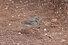 IMG_0256_Berthelot's_Pipit